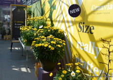 Eén van de absolute highlights bij MNP was deze nieuwe Xerochrysum, de Granvia Gold. Zoals de veredelaar hem zelf omschrijft: "Goud, goud en nog eens goud."